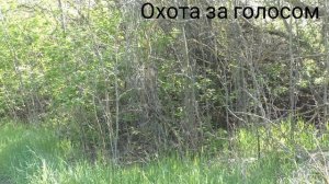 соловей и славка черноголовка
