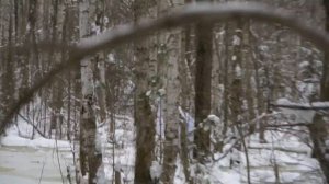 Мы пробрались в лес монстров, чтобы спасти Прыгуна от снежного монстра