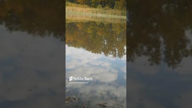 Как он тащит ! Просто Красавец ! смотреть онлайн