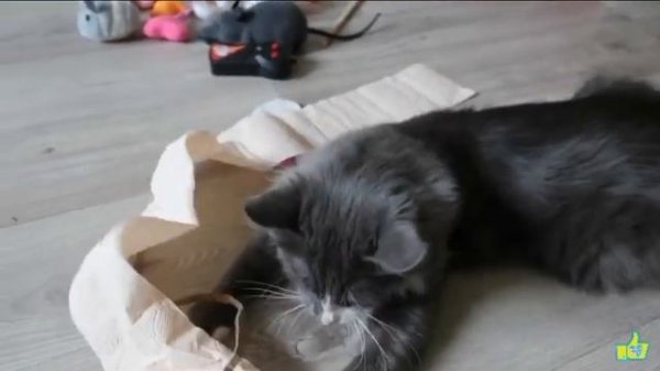 КАЖДЫЙ КОТИК ТАКОЙ|КИСКА АЛИСКА|fan anny magic