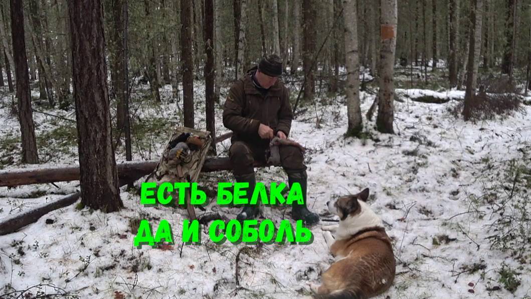 ПРОВЕРИЛИ ДВА ПУТИКА. БЕЛКА ПОЯВИЛАСЬ.РЫЖИК ЗАРАБОТАЛ. смотреть онлайн