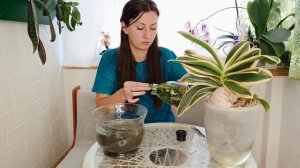 Размываю Фласку с Экзотическими Вариегатными орхидеями.