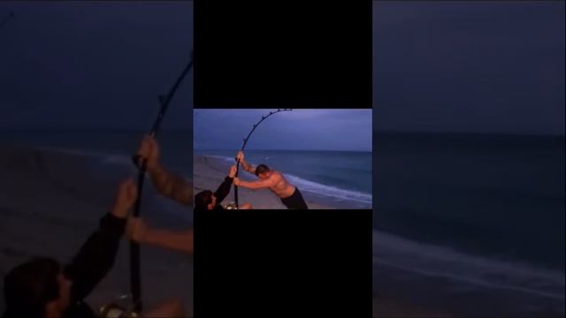 Кто так ловил рыбку #осетр #белуга #fish смотреть онлайн