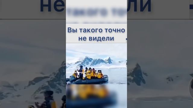 Пингвин убегает от касатки смотреть онлайн