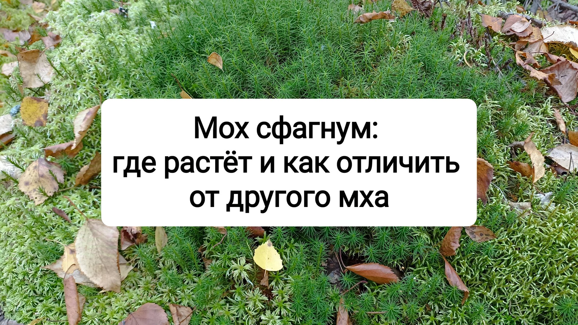 Мох сфагнум: где растет и как отличить от другого мха