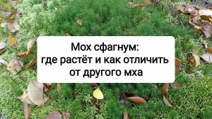 Мох сфагнум: где растет и как отличить от другого мха