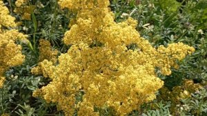 189. Подмаренник настоящий - Galium verum