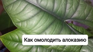 Как омолодить алоказию