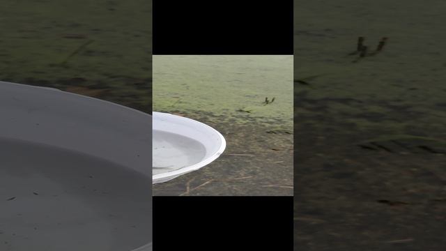 Выпускаю карасиков в пруд#сезонконтента RUTUBE смотреть онлайн