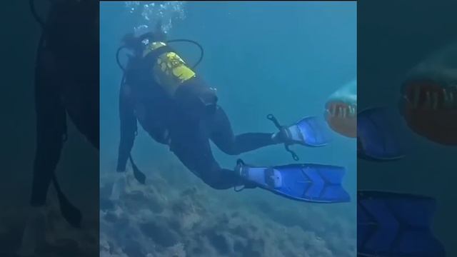Эта встреча произошла в Анапе 😲🤔 https://ok.ru/video/8006306892409 смотреть онлайн