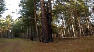2 ноября 2024/прогулка по лесу #сезонконтентаRUTUBE