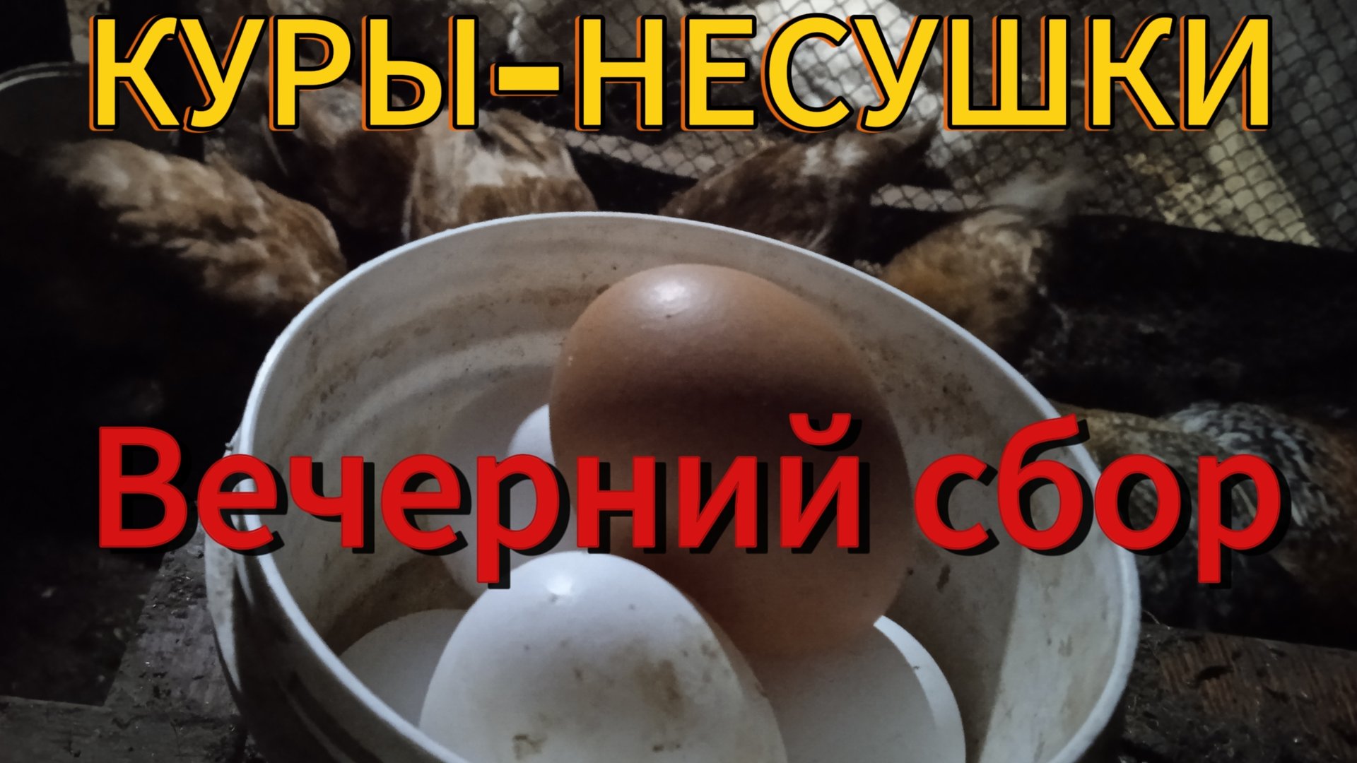 Куры-несушки. Вечерний сбор яиц смотреть онлайн