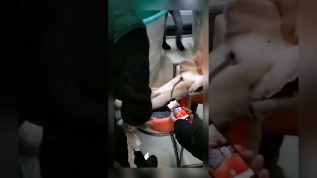 Белуга дает икру #белуга #осетр #рыбалка #стерлядь #икра #черная #чернаяикра #спортзал смотреть онлайн