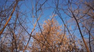 Нашли iPhone 12 в гнезде!