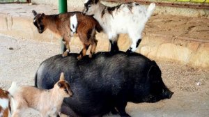 Видео для поднятия настроения !!!!