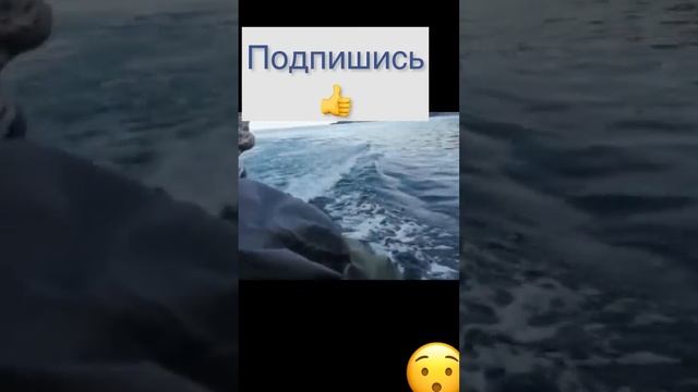Касатка рыбаков ловка смотреть онлайн