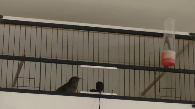 январская песня восточного соловья #дикиептицы #пениептиц #певчиептицы #соловейпоет