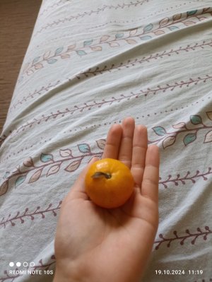адопт ми