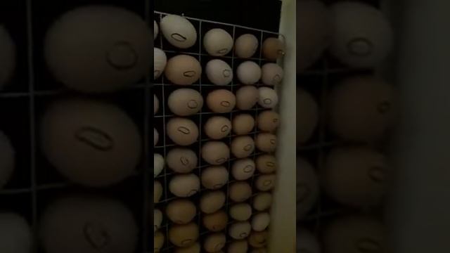 ИНКУБАТОР золушка смотреть онлайн