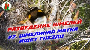 Шмелиная матка ищет гнездо
