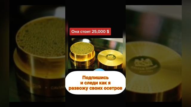 Самая дорогая икра в мире #белуга #осетр #рыбалка #стерлядь #икра #черная #чернаяикра смотреть онлайн