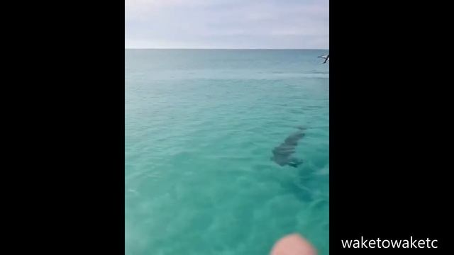 Кайтсерфер Прыгнул с Балкона в Море смотреть онлайн