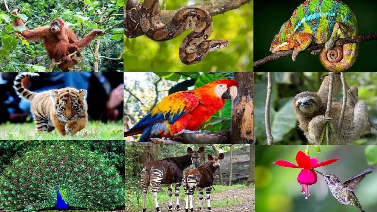 РЕБЯТАМ О ЗВЕРЯТАХ _ В ДЖУНГЛЯХ _ МУЛЬТИК ПРО ЖИВОТНЫХ _ для детей _развивающее видео_Слушать онлайн смотреть онлайн