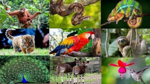 РЕБЯТАМ О ЗВЕРЯТАХ _ В ДЖУНГЛЯХ _ МУЛЬТИК ПРО ЖИВОТНЫХ _ для детей _развивающее видео_Слушать онлайн