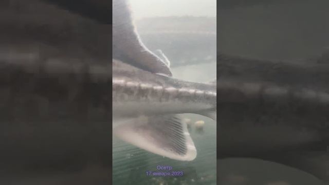 Осетр зимой в Бабаюртовский район смотреть онлайн