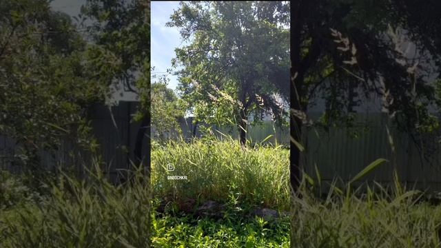 Июньское утро...Воспоминание о Лете смотреть онлайн