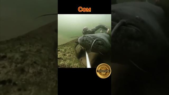 Огромный сом смотреть онлайн