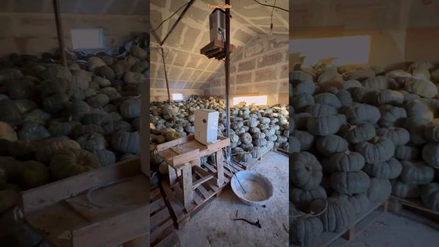 Хранение тыквы #хранениетыквы #тыква #сухаятыква смотреть онлайн