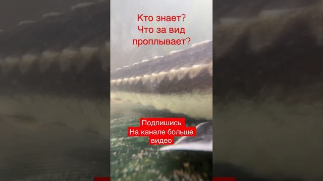 Кто знает что за вид #белуга #осетр #рыбалка #стерлядь #икра #черная #чернаяикра смотреть онлайн