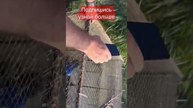 Разведение осетра в Дагестане #белуга #осетр #рыбалка #стерлядь #икра #черная #чернаяикра смотреть онлайн