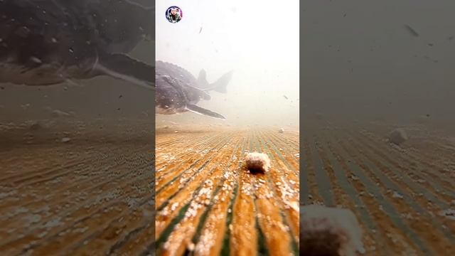 Бестер #белуга #осетр #рыбалка #икра #стерлядь #черная #чернаяикра #щука смотреть онлайн