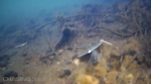 Выбери правильный подводный дрон, чтобы снять больше всех жутких кадров