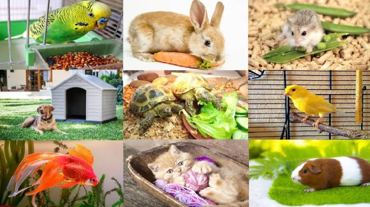 РЕБЯТАМ О ЗВЕРЯТАХ _ В ДОМЕ _ МУЛЬТИК ПРО ЖИВОТНЫХ _ для детей _ развивающее видео_Слушать онлайн смотреть онлайн