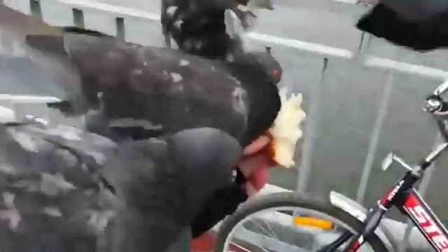 Ручные голуби атакуют смотреть онлайн