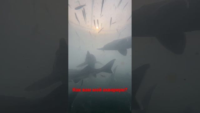 Мой аквариум смотреть онлайн