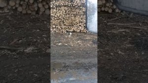 Ну погоди...