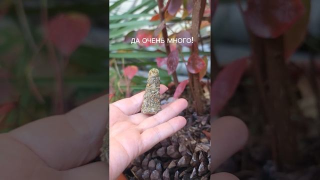 Заказать можно по ссылке: https://t.me/program_svechi смотреть онлайн