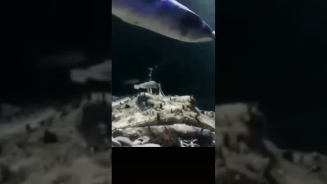 Страшная рыба смотреть онлайн