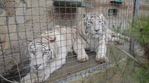 Как тигрицу Шахерезаду 'достали' и дети и муж :)