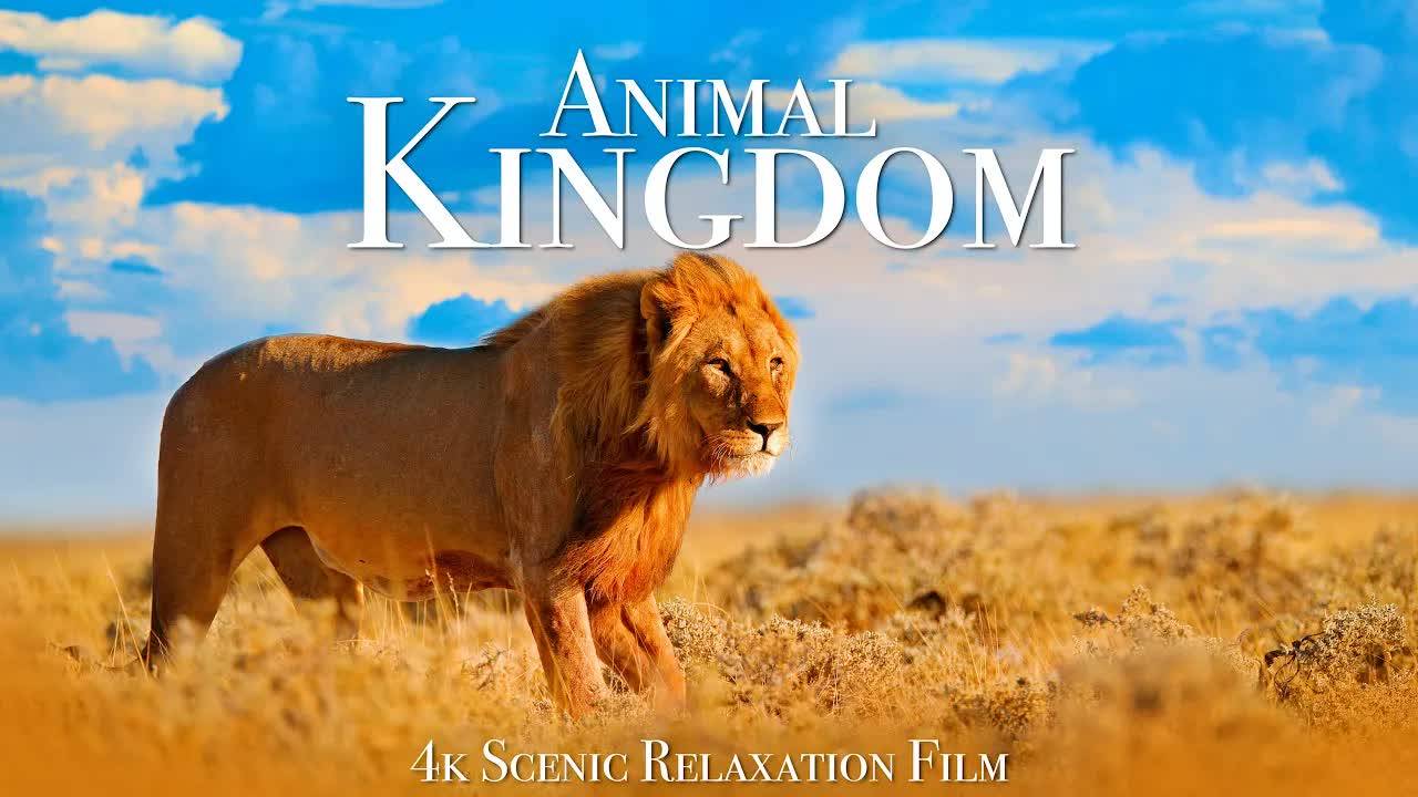 Animal Kingdom 4K - Scenic Wildlife Film With Calming Music смотреть онлайн