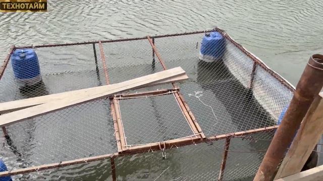 Промежуточный итог зимовки осетровых в моем садке 23 смотреть онлайн