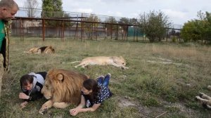 ТАКОГО ЕЩЕ НЕ БЫЛО! Десятки  львов  собрались вокруг нас ! A few dozen lions gathered around us !