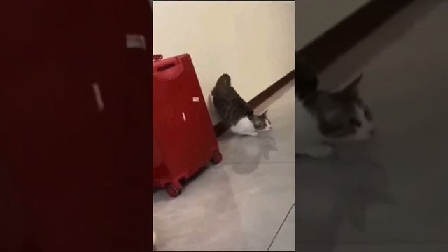 Супер бой ММА смотреть онлайн