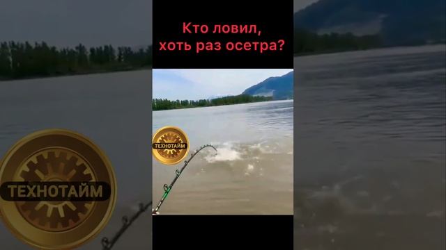 Поймал белугу #стерлядь #белуга #осетр #рыбалка #икра смотреть онлайн