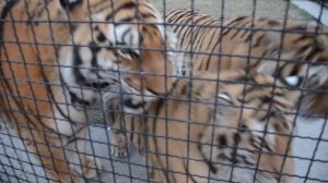 Добрейшая тигрица превратилась в МЕГЕРУ ! The kindest tigress turned into an evil one!