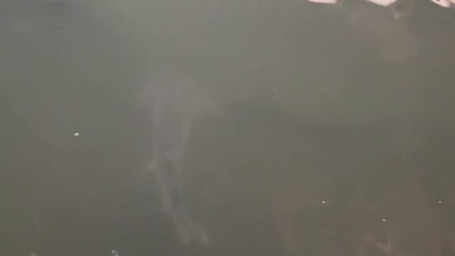 Разведение осетра в Дагестане Бабаюртовский района смотреть онлайн